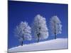 Hoar Frost on Trees-Walter Geiersperger-Mounted Photographic Print