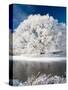 Hoar Frost on Willow Tree, near Omakau, Central Otago, South Island, New Zealand-David Wall-Stretched Canvas