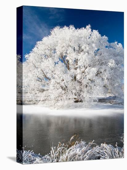 Hoar Frost on Willow Tree, near Omakau, Central Otago, South Island, New Zealand-David Wall-Stretched Canvas