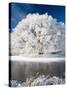 Hoar Frost on Willow Tree, near Omakau, Central Otago, South Island, New Zealand-David Wall-Stretched Canvas