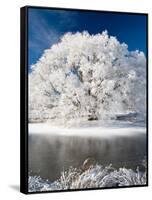 Hoar Frost on Willow Tree, near Omakau, Central Otago, South Island, New Zealand-David Wall-Framed Stretched Canvas