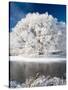 Hoar Frost on Willow Tree, near Omakau, Central Otago, South Island, New Zealand-David Wall-Stretched Canvas