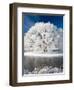 Hoar Frost on Willow Tree, near Omakau, Central Otago, South Island, New Zealand-David Wall-Framed Premium Photographic Print