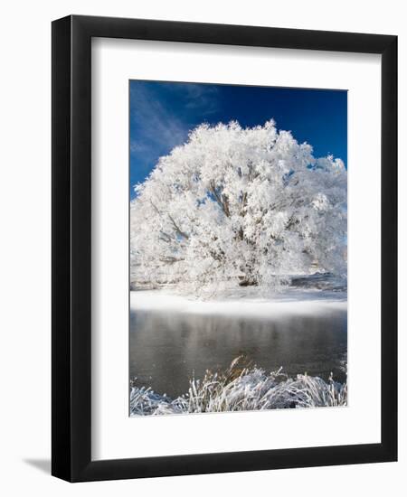 Hoar Frost on Willow Tree, near Omakau, Central Otago, South Island, New Zealand-David Wall-Framed Premium Photographic Print