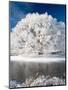 Hoar Frost on Willow Tree, near Omakau, Central Otago, South Island, New Zealand-David Wall-Mounted Premium Photographic Print