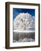 Hoar Frost on Willow Tree, near Omakau, Central Otago, South Island, New Zealand-David Wall-Framed Photographic Print