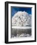 Hoar Frost on Willow Tree, near Omakau, Central Otago, South Island, New Zealand-David Wall-Framed Photographic Print