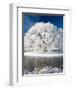 Hoar Frost on Willow Tree, near Omakau, Central Otago, South Island, New Zealand-David Wall-Framed Photographic Print