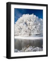 Hoar Frost on Willow Tree, near Omakau, Central Otago, South Island, New Zealand-David Wall-Framed Photographic Print