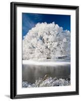 Hoar Frost on Willow Tree, near Omakau, Central Otago, South Island, New Zealand-David Wall-Framed Photographic Print