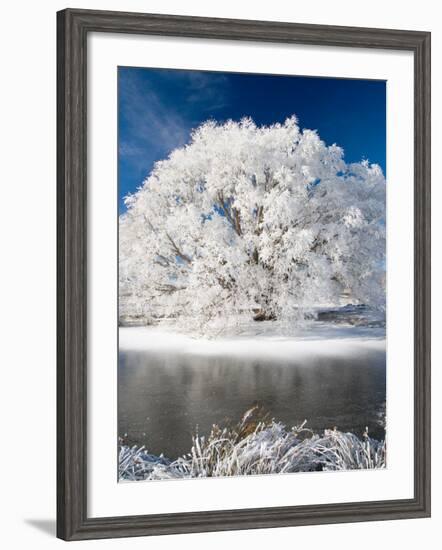 Hoar Frost on Willow Tree, near Omakau, Central Otago, South Island, New Zealand-David Wall-Framed Photographic Print