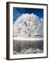 Hoar Frost on Willow Tree, near Omakau, Central Otago, South Island, New Zealand-David Wall-Framed Photographic Print