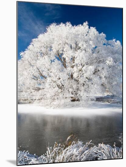 Hoar Frost on Willow Tree, near Omakau, Central Otago, South Island, New Zealand-David Wall-Mounted Photographic Print