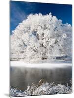 Hoar Frost on Willow Tree, near Omakau, Central Otago, South Island, New Zealand-David Wall-Mounted Photographic Print