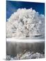 Hoar Frost on Willow Tree, near Omakau, Central Otago, South Island, New Zealand-David Wall-Mounted Photographic Print