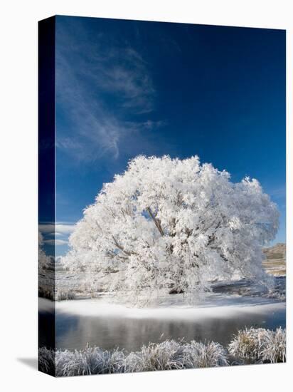 Hoar Frost on Willow Tree, near Omakau, Central Otago, South Island, New Zealand-David Wall-Stretched Canvas