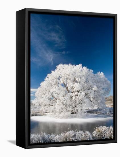 Hoar Frost on Willow Tree, near Omakau, Central Otago, South Island, New Zealand-David Wall-Framed Stretched Canvas