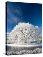 Hoar Frost on Willow Tree, near Omakau, Central Otago, South Island, New Zealand-David Wall-Stretched Canvas