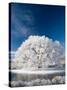 Hoar Frost on Willow Tree, near Omakau, Central Otago, South Island, New Zealand-David Wall-Stretched Canvas