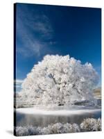 Hoar Frost on Willow Tree, near Omakau, Central Otago, South Island, New Zealand-David Wall-Stretched Canvas