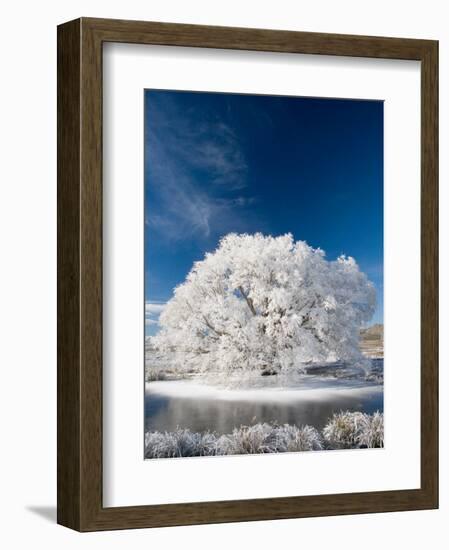 Hoar Frost on Willow Tree, near Omakau, Central Otago, South Island, New Zealand-David Wall-Framed Photographic Print