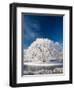 Hoar Frost on Willow Tree, near Omakau, Central Otago, South Island, New Zealand-David Wall-Framed Photographic Print