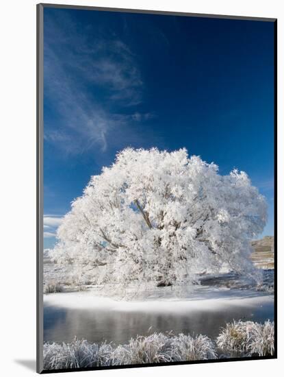 Hoar Frost on Willow Tree, near Omakau, Central Otago, South Island, New Zealand-David Wall-Mounted Photographic Print