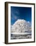 Hoar Frost on Willow Tree, near Omakau, Central Otago, South Island, New Zealand-David Wall-Framed Photographic Print