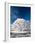 Hoar Frost on Willow Tree, near Omakau, Central Otago, South Island, New Zealand-David Wall-Framed Photographic Print