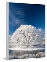 Hoar Frost on Willow Tree, near Omakau, Central Otago, South Island, New Zealand-David Wall-Framed Photographic Print