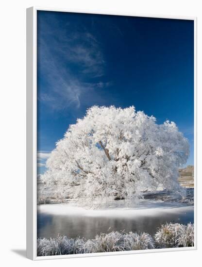 Hoar Frost on Willow Tree, near Omakau, Central Otago, South Island, New Zealand-David Wall-Framed Photographic Print