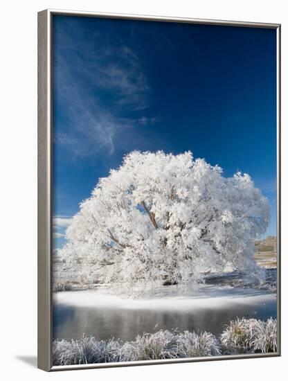 Hoar Frost on Willow Tree, near Omakau, Central Otago, South Island, New Zealand-David Wall-Framed Photographic Print