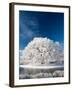 Hoar Frost on Willow Tree, near Omakau, Central Otago, South Island, New Zealand-David Wall-Framed Photographic Print