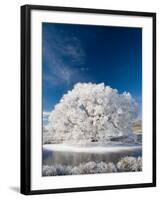 Hoar Frost on Willow Tree, near Omakau, Central Otago, South Island, New Zealand-David Wall-Framed Photographic Print