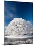 Hoar Frost on Willow Tree, near Omakau, Central Otago, South Island, New Zealand-David Wall-Mounted Photographic Print