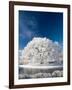 Hoar Frost on Willow Tree, near Omakau, Central Otago, South Island, New Zealand-David Wall-Framed Photographic Print