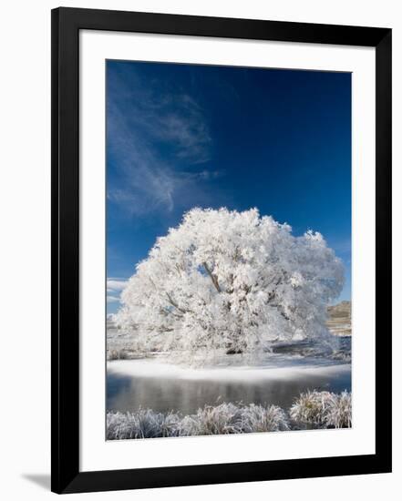 Hoar Frost on Willow Tree, near Omakau, Central Otago, South Island, New Zealand-David Wall-Framed Photographic Print