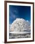 Hoar Frost on Willow Tree, near Omakau, Central Otago, South Island, New Zealand-David Wall-Framed Photographic Print