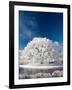 Hoar Frost on Willow Tree, near Omakau, Central Otago, South Island, New Zealand-David Wall-Framed Photographic Print