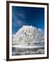 Hoar Frost on Willow Tree, near Omakau, Central Otago, South Island, New Zealand-David Wall-Framed Photographic Print