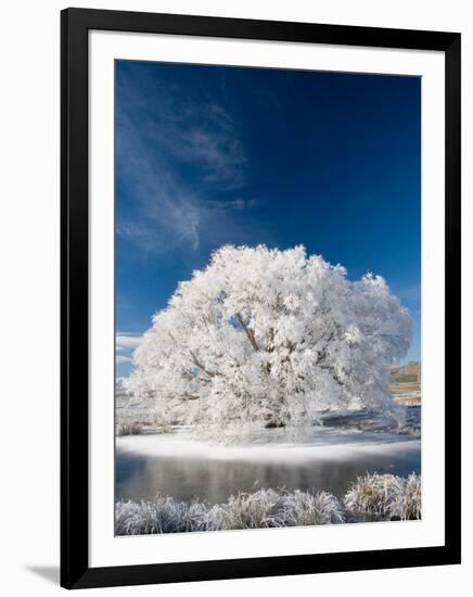 Hoar Frost on Willow Tree, near Omakau, Central Otago, South Island, New Zealand-David Wall-Framed Photographic Print