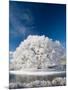 Hoar Frost on Willow Tree, near Omakau, Central Otago, South Island, New Zealand-David Wall-Mounted Photographic Print