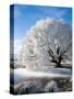 Hoar Frost on Willow Tree, near Omakau, Central Otago, South Island, New Zealand-David Wall-Stretched Canvas