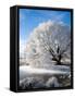 Hoar Frost on Willow Tree, near Omakau, Central Otago, South Island, New Zealand-David Wall-Framed Stretched Canvas