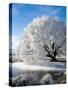 Hoar Frost on Willow Tree, near Omakau, Central Otago, South Island, New Zealand-David Wall-Stretched Canvas