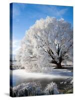 Hoar Frost on Willow Tree, near Omakau, Central Otago, South Island, New Zealand-David Wall-Stretched Canvas