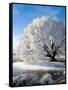Hoar Frost on Willow Tree, near Omakau, Central Otago, South Island, New Zealand-David Wall-Framed Stretched Canvas
