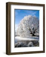 Hoar Frost on Willow Tree, near Omakau, Central Otago, South Island, New Zealand-David Wall-Framed Photographic Print