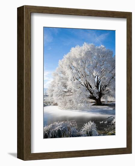 Hoar Frost on Willow Tree, near Omakau, Central Otago, South Island, New Zealand-David Wall-Framed Photographic Print