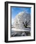 Hoar Frost on Willow Tree, near Omakau, Central Otago, South Island, New Zealand-David Wall-Framed Photographic Print